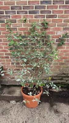 Lot 38 - Large Evergreen Elaeagnus