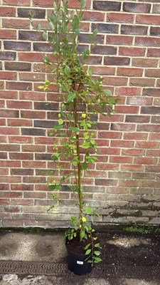Lot 39 - Weeping Pussy Willow