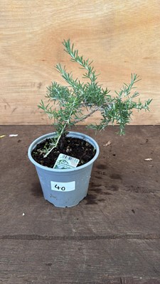 Lot 40 - Rosemary