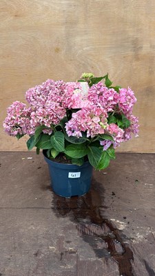 Lot 41 - Pink Hydrangea
