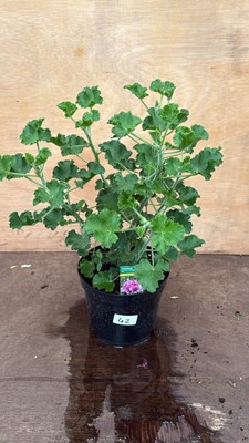 Lot 42 - Scented Leafed Geranium -‘Cola’