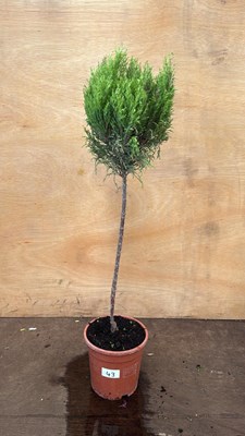 Lot 43 - Standard Conifer