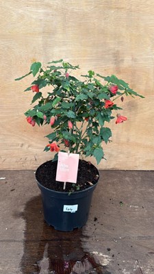 Lot 44 - Patio Abutilon
