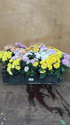 Lot 45 - Crate of 4 Chrysanthemums bowls