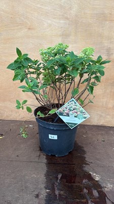 Lot 46 - Hydrangea -‘Little Lime’