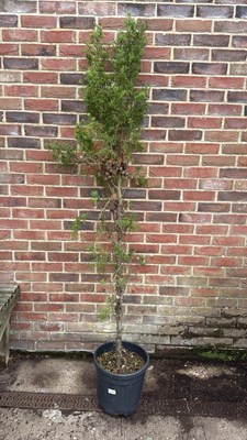 Lot 47 - Large Italian Cypress