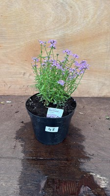 Lot 48 - Iberis -‘Mermaid Lavender’