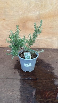Lot 49 - Rosemary