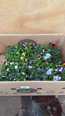 Lot 50 - Box of 4 packs of Violas - 6 in a pack