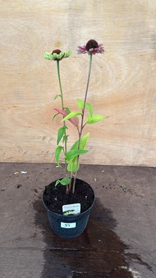 Lot 51 - Echinacea -‘Vintage Lime’