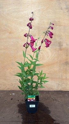 Lot 52 - Penstemon -‘Amelia Jayne’