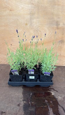 Lot 53 - Tray of 6 Blue Lavender