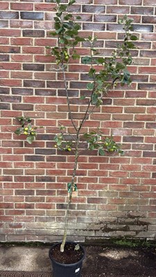 Lot 54 - Apple Tree - ‘Bramleys Seedling’