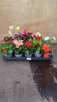 Lot 55 - Tray of 10 mixed begonias
