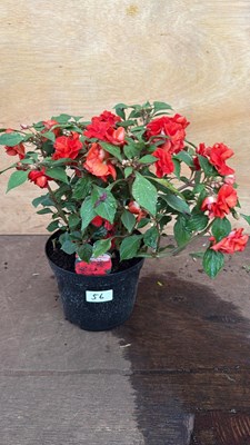 Lot 56 - Impatiens -‘Glimmer Bright Red’