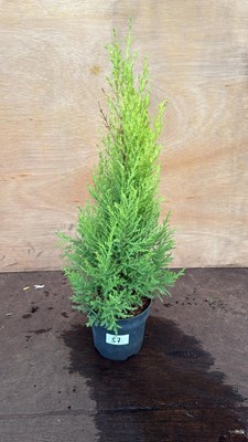 Lot 57 - Goldcrest