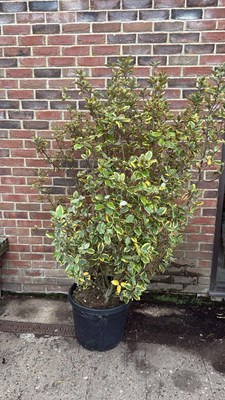 Lot 58 - Large variegated elaeagnus