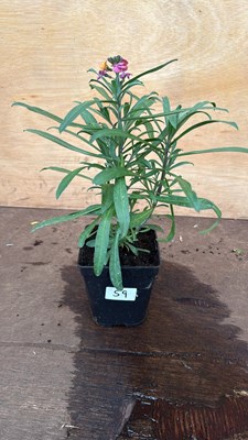 Lot 59 - Hardy Wallflower