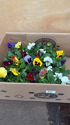 Lot 60 - Box of 4 packs of mixed Pansies - 6 in a pack