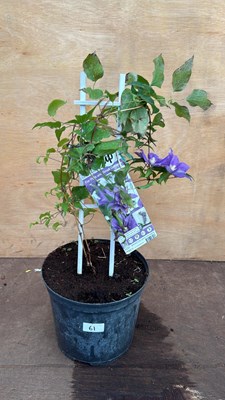 Lot 61 - Clematis -‘Compact and easy Blue’