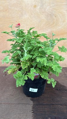 Lot 62 - Scented Leafed Geranium -‘Concolor lace’