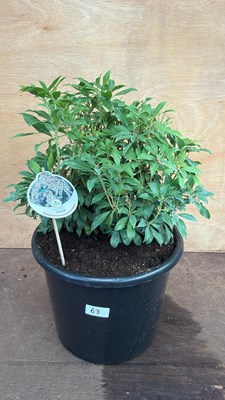 Lot 63 - Pieris -‘Lilly of the valley bush’