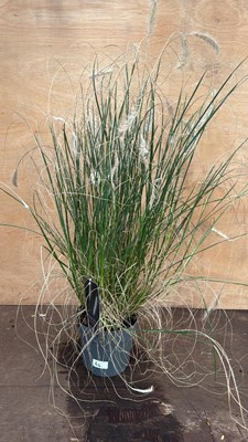 Lot 64 - Grass -‘Pennisetum Hameln’