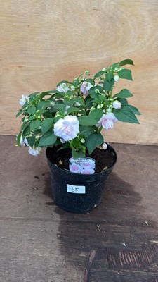 Lot 65 - Impatiens -‘Glimmer Apple Blossom’