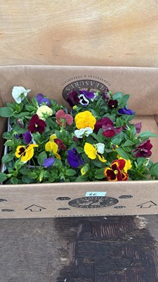 Lot 66 - Box of 4 packs mixed Pansies - 6 in a pack
