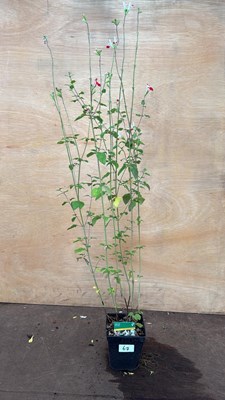 Lot 67 - Hardy Salvia -‘Hot Lips’