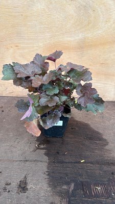 Lot 68 - Heuchera -‘Palace Purple’