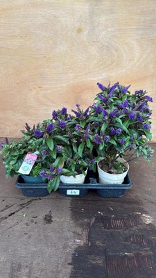 Lot 69 - Tray of 6 Hebes