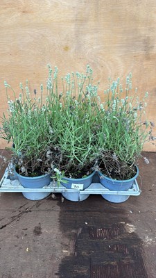 Lot 70 - Tray of 6 white lavender