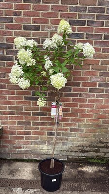 Lot 71 - Large Standard hydrangea -‘Limelight’