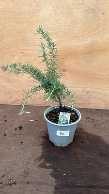 Lot 72 - Rosemary