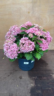 Lot 74 - Pink Hydrangea