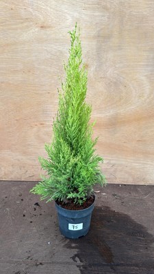 Lot 75 - Goldcrest