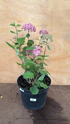 Lot 76 - Pink Hydrangea