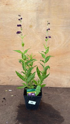 Lot 77 - Penstemon -‘Pensham - Czar’