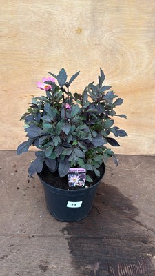 Lot 78 - Large Dahlia -‘Happy Days Pink’