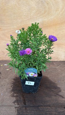 Lot 79 - Aster -‘Alpha Universe’