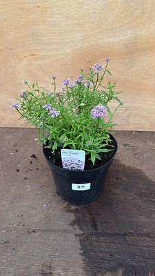 Lot 80 - Iberis -‘Mermaid Lavender’