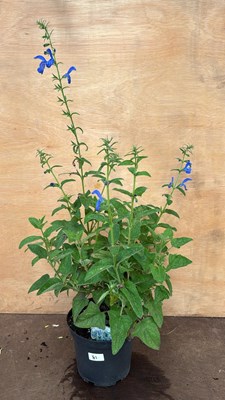 Lot 81 - Large Salvia -‘Patio Dark Blue’