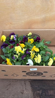 Lot 82 - Box of 4 packs mixed Pansies - 6 in a pack