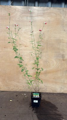 Lot 83 - Hardy Salvia -‘Hot Lips’