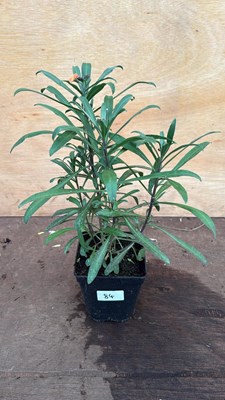 Lot 84 - Hardy Wallflower