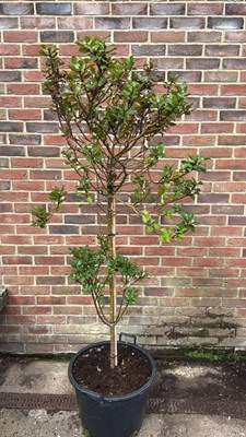 Lot 85 - Large Holly Tree
