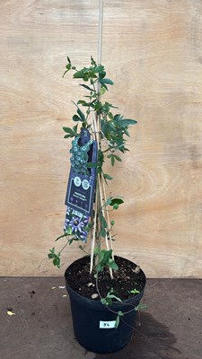 Lot 86 - Passionflower -‘Damsels Delight’