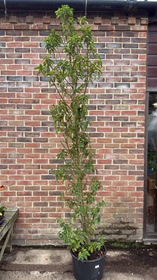 Lot 87 - Large Portuguese Laurel Tree