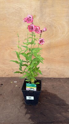 Lot 88 - Penstemon -‘Ice Cream - Strawberries and Cream’